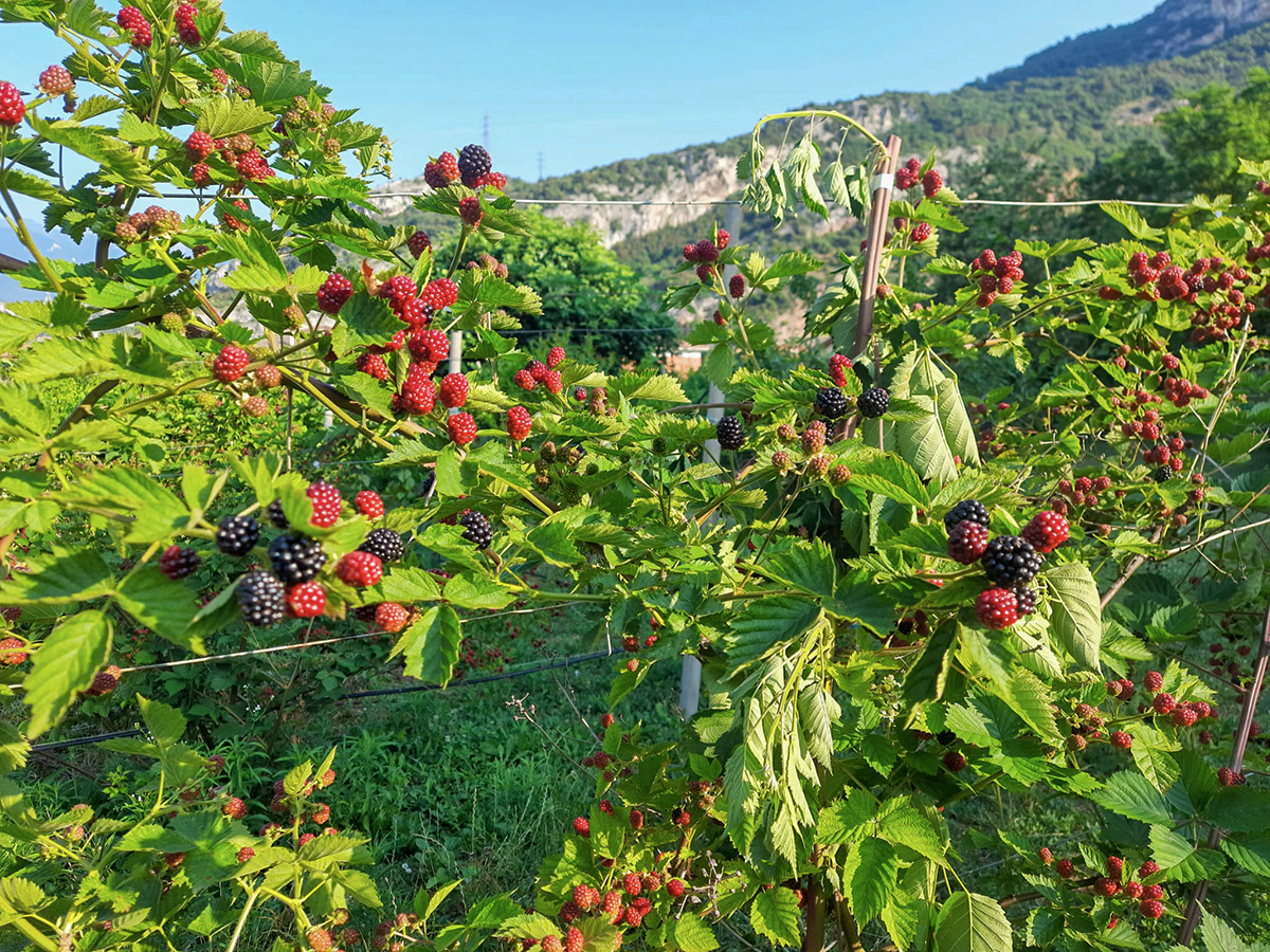 Coltivazione di more dell'Azienda Agricola Grumèl