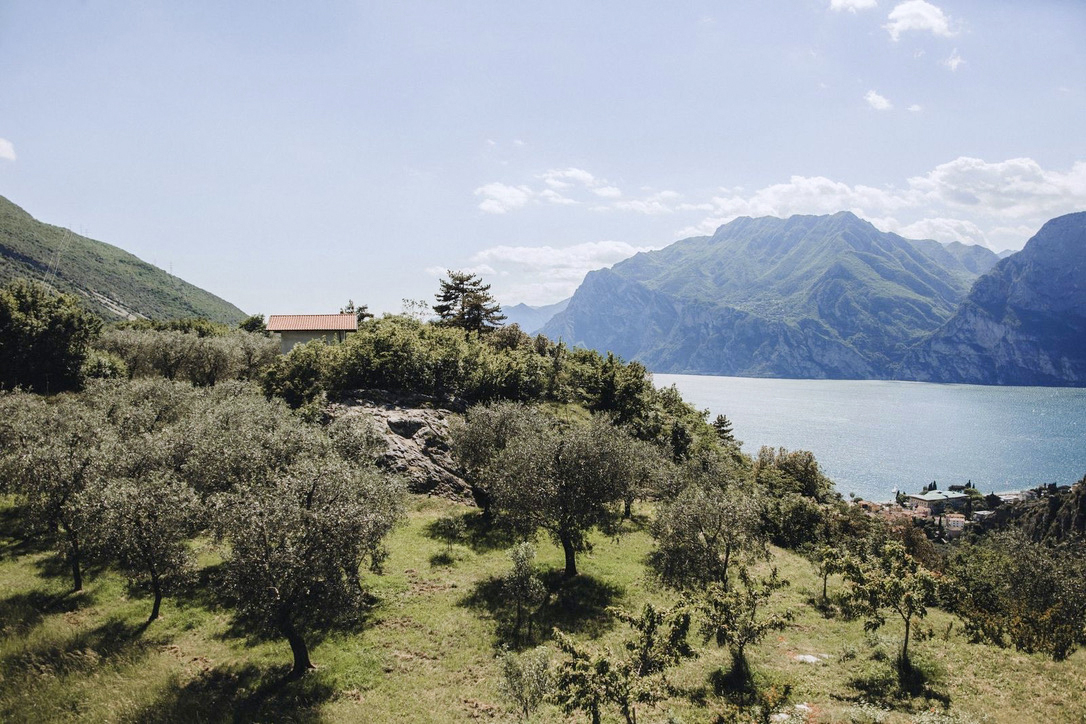 Oliveto dell'Azienda Agricola Grumèl