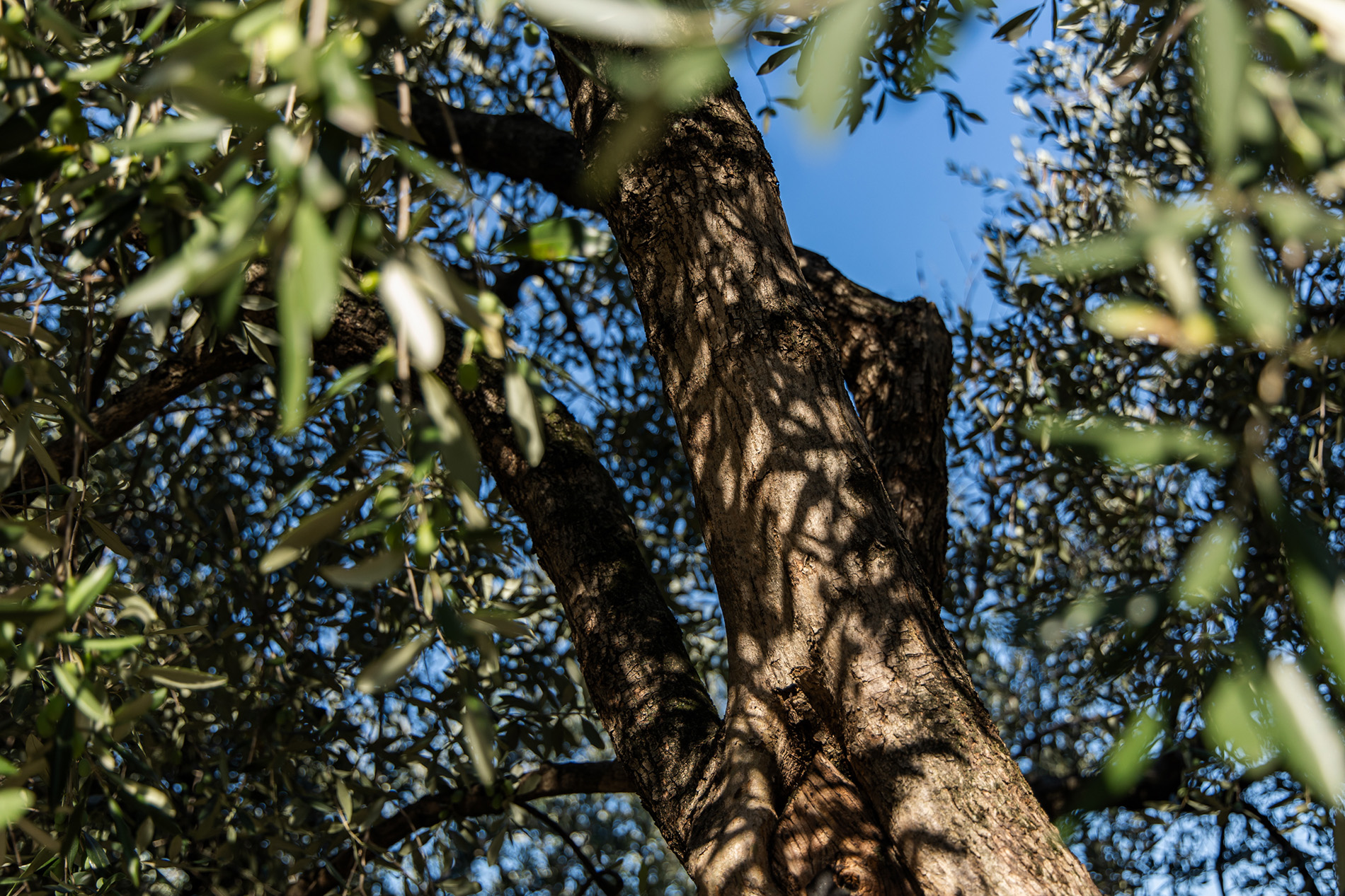 Paesaggio e oliveti Grumèl