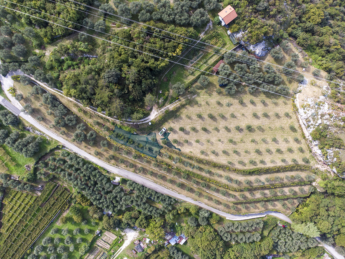 Olivi secolari dell'Azienda Agricola Grumèl