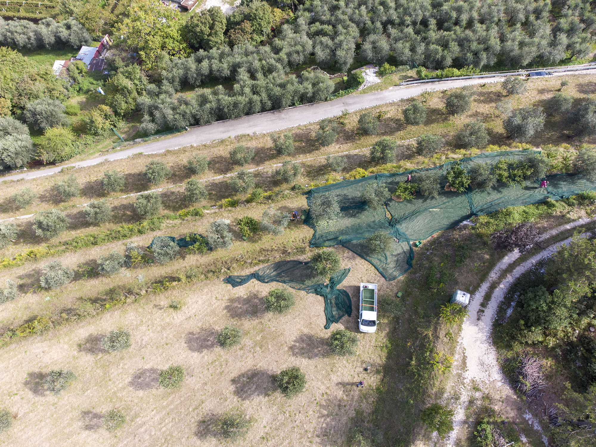 Gli ulivi dell'Azienda Agricola Bertoldi